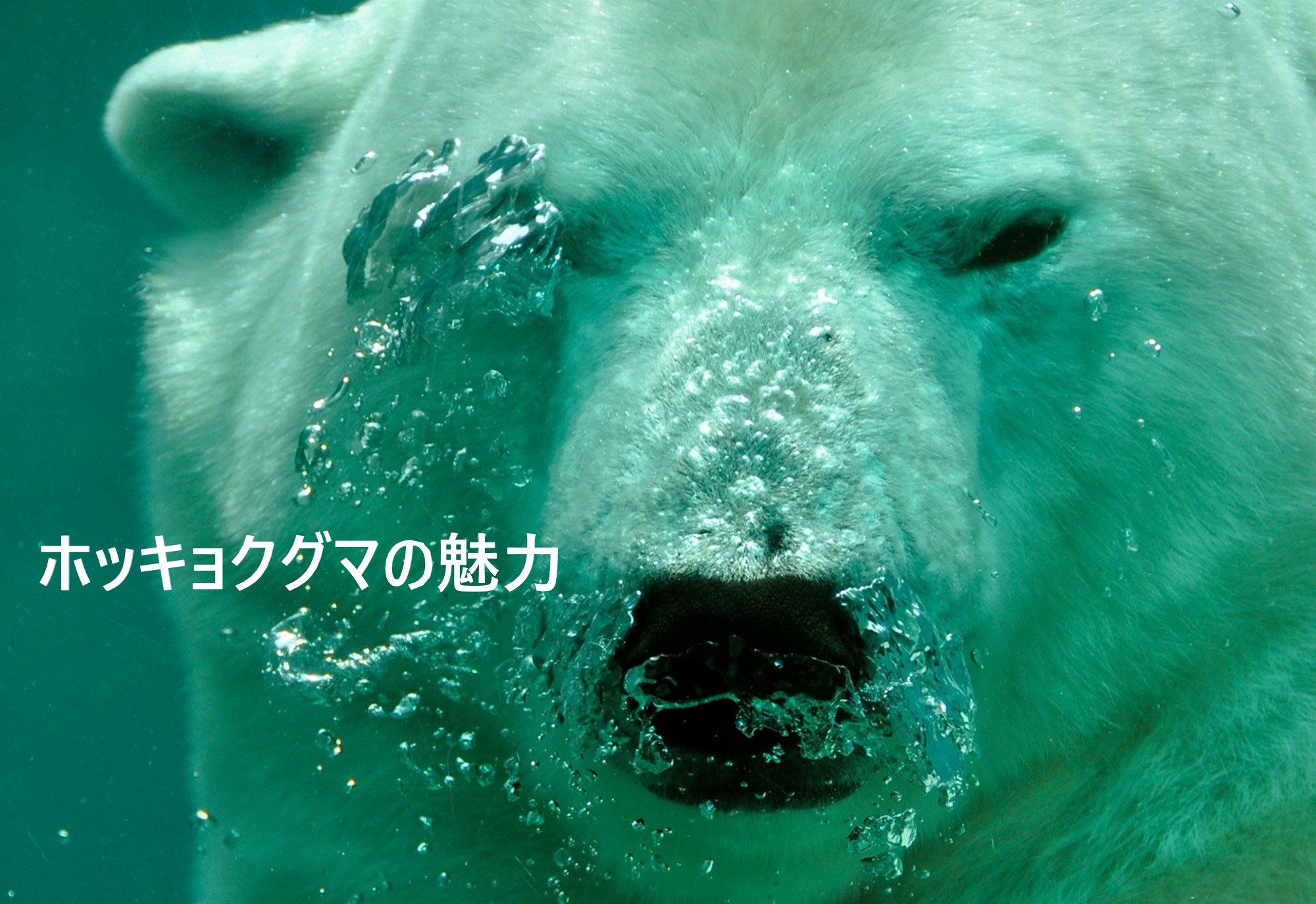 ホッキョクグマ